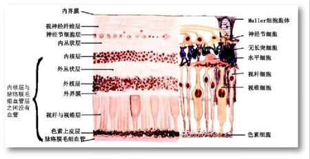 玻璃體視網(wǎng)膜,希瑪瑞視眼科,上海眼科醫(yī)院