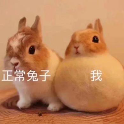 眼表眼角膜,?，斎鹨曆劭?上海眼科醫(yī)院