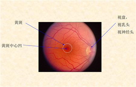 玻璃體視網(wǎng)膜,希瑪瑞視眼科,上海眼科醫(yī)院
